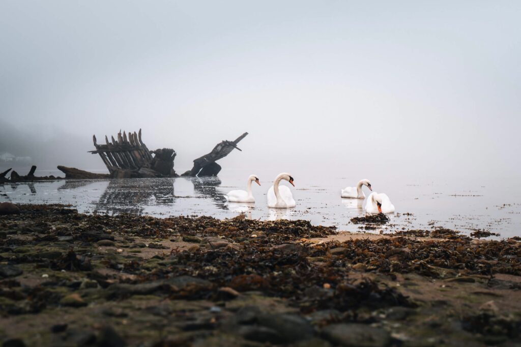 Swans swimming near the Rostellec boat cemetery on the Crozon peninsula in Brittany, France